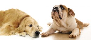 Hundesteuer