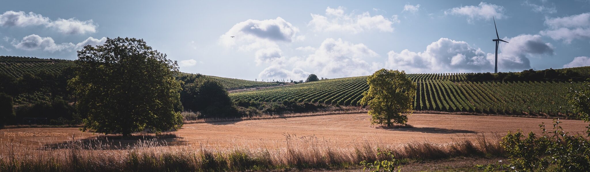 Weinberge Nicole Schuhmacher mit Quellenangabe